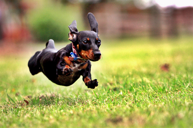 Crazy dog specials at goodpet! I have to run dog dashing