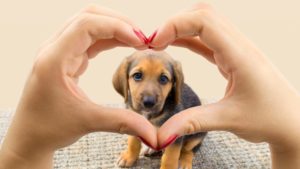 Heart shaped hands focus on puppy dog