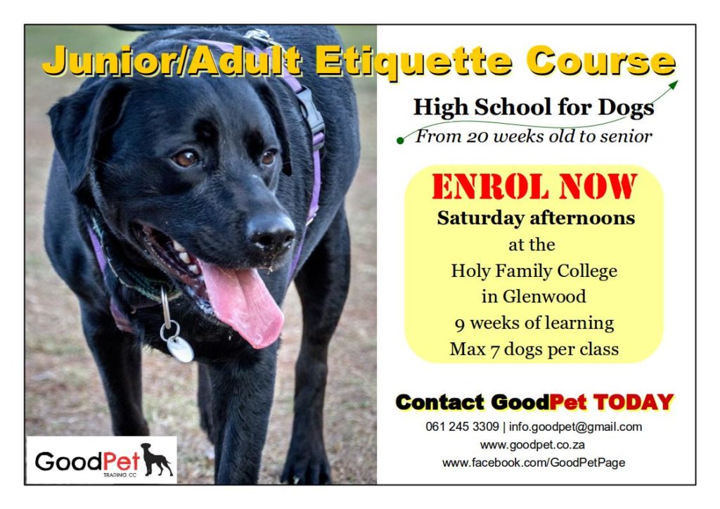 Dog training in Durban for young adult dogs