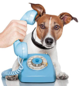 Call GoodPet now to book your pet consultation