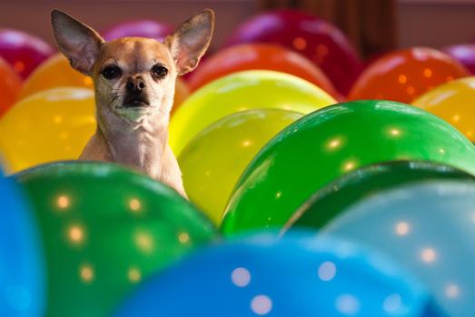 photo of a dog among party balloons
